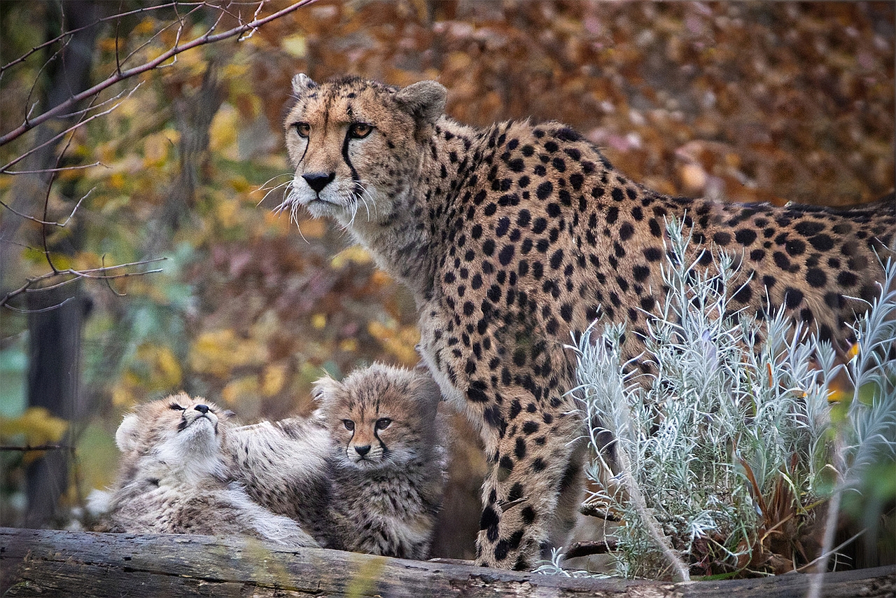 27 P. Gepardennest Franz Ketter